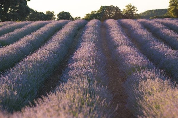 Où séjourner pour des vacances en Provence avec des ateliers de poterie et des visites de champs de lavande ?